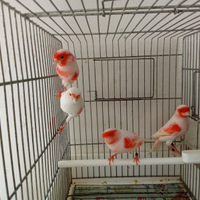 Canarini mosaico rosso. an2025