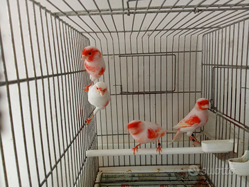 Canarini mosaico rosso. an2025