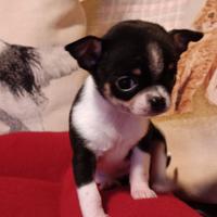 Due chihuahua pesti in azione