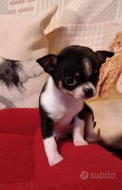 Due chihuahua pesti in azione