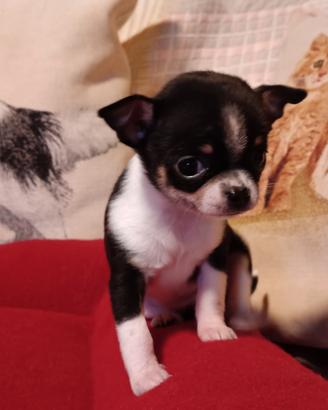 Due chihuahua pesti in azione