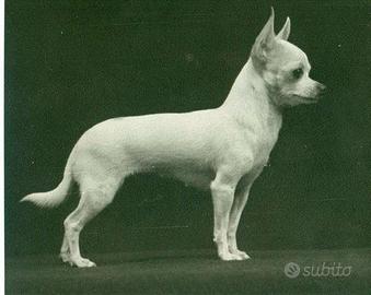 Chihuahua