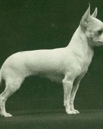 Chihuahua