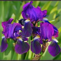 Iris antico