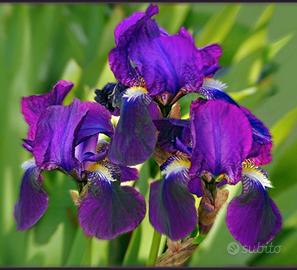 Iris antico