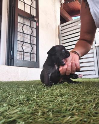 Bulldog francese