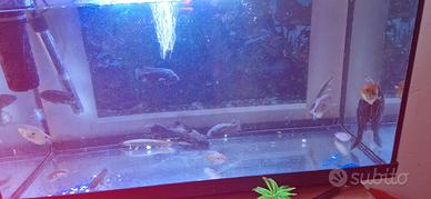 acquario 100l