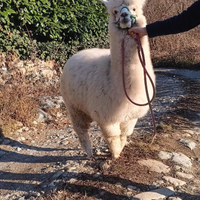 Alpaca huacaya maschio