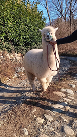 Alpaca huacaya maschio