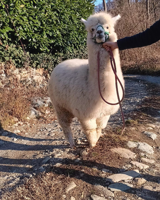 Alpaca huacaya maschio