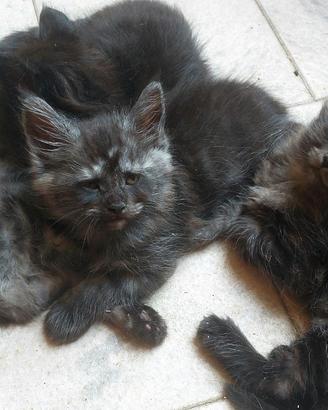 Maine Coon cuccioli tanti colori