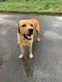 Labrador Retriever maschio per monta