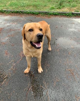 Labrador Retriever maschio per monta
