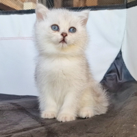 British shorthair e longhair Silver