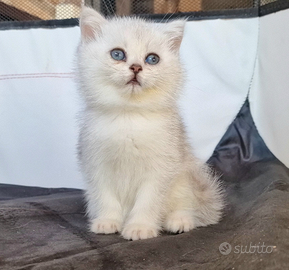 British shorthair e longhair Silver