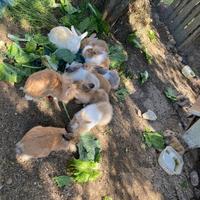 Conigli nani testa di leone