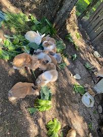 Conigli nani testa di leone