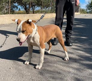 Amstaff