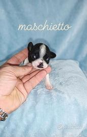 Chihuahua Toy maschio bicolor
