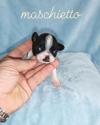 Chihuahua Toy maschio bicolor