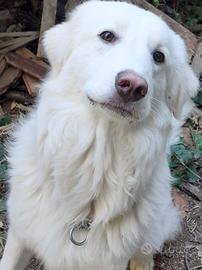 Simil maremmano di quasi 1 anno buono e dolce