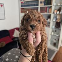 Barboncini nani maschi casa