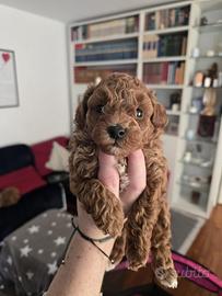 Barboncini nani maschi casa