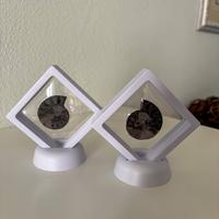 Coppia ammoniti fossili