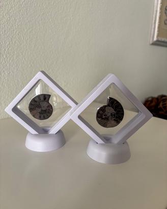 Coppia ammoniti fossili