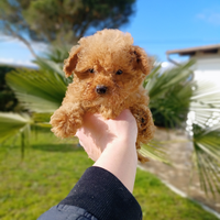 Barboncino TOY