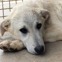 Flip e la sua composta tristezza