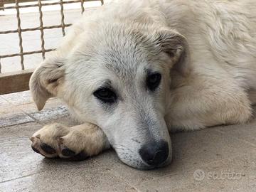 Flip e la sua composta tristezza