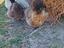 Immagine 6