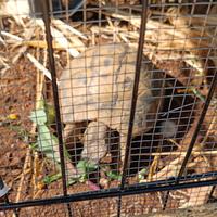 Hermanni maschio adulto