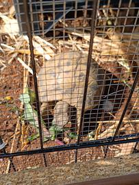 Hermanni maschio adulto