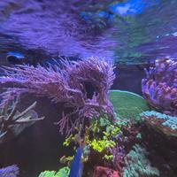 Gorgonia grube’s  foto sintetica