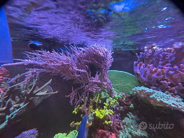 Gorgonia grube’s  foto sintetica