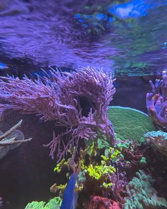 Gorgonia grube’s  foto sintetica