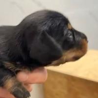 Bassotti nani a pelo duro