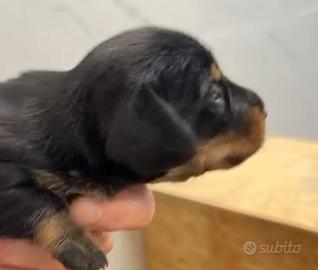 Bassotti nani a pelo duro