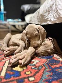 Weimaraner cuccioli pubblicita' segugio