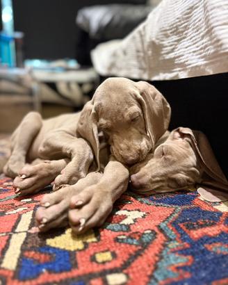 Weimaraner cuccioli pubblicita' segugio