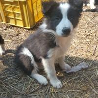 Cuccioli bordercollie