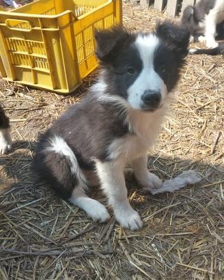 Cuccioli bordercollie