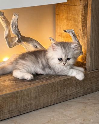 Gattina persiana