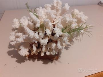 Corallo bianco