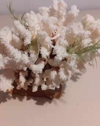 Corallo bianco