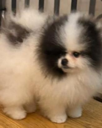 Spitz di Pomerania