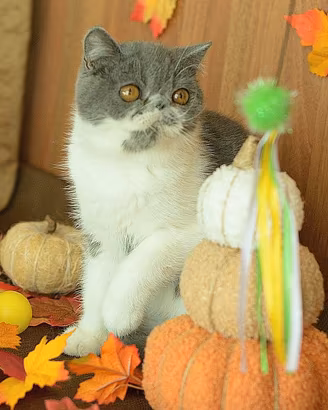 Cucciolo Blue e bianco di gatti Exotic Shorthair 
