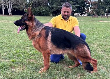 Cuccioli pastori tedeschi